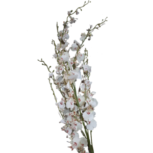 Ramo Orquídea Chuva De Ouro- Branca